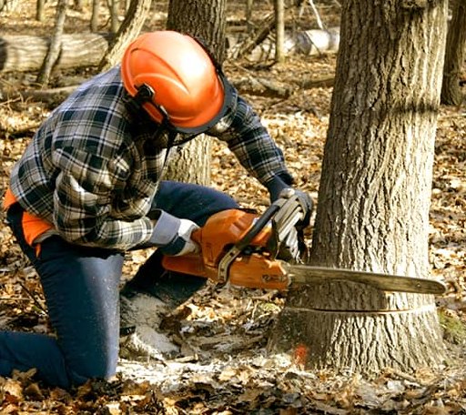 Tree Removal in Troy, NC